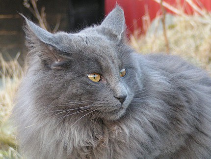 S Just Catnap's Ulven